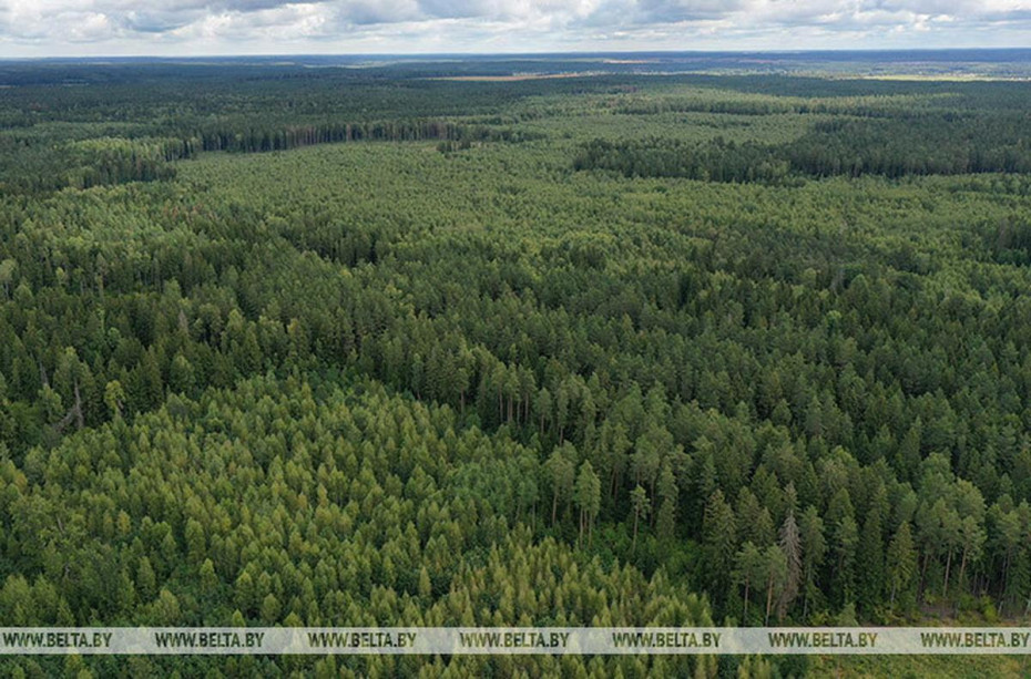 Беларусь занимает второе место по лесистости среди стран СНГ.
