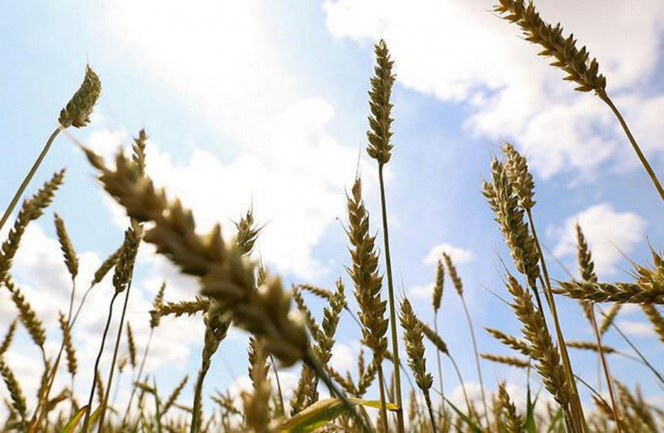 Зерновые колосовые и зернобобовые культуры в Беларуси убраны более чем на 90% площадей