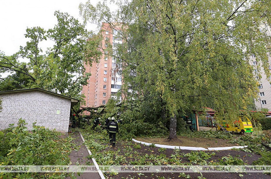 Из-за непогоды в Гродненской области упали 93 дерева, электроснабжение нарушалось в 17 районах
