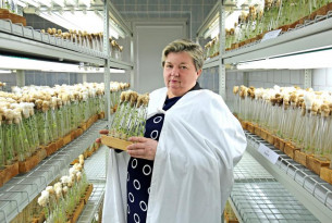 Учёные Гродненского зонального института растениеводства НАН Беларуси уже более 30 лет размножают картофель в пробирках