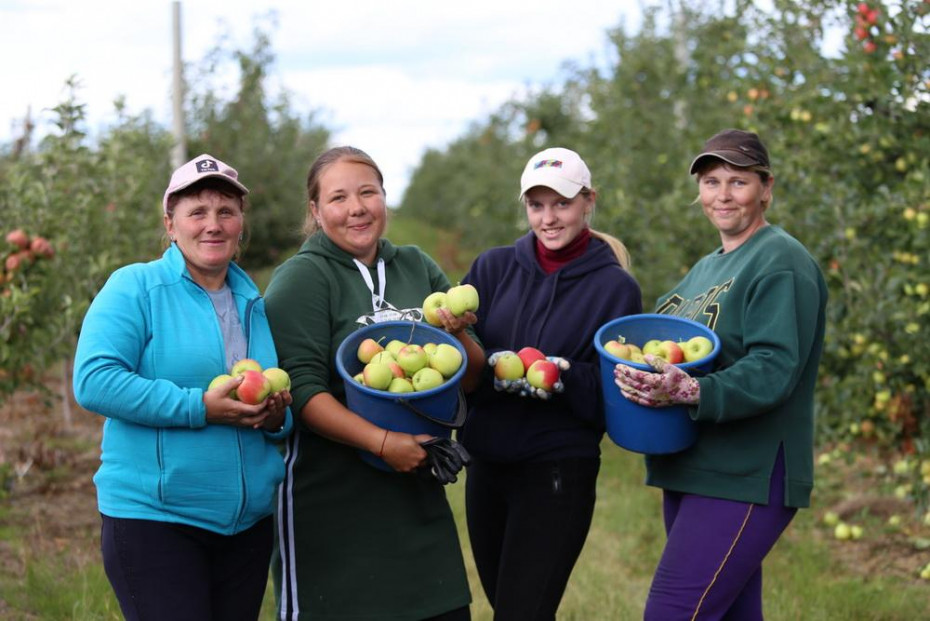 Садоводы ОАО «Василишки» начали выборочный сбор яблок осеннего сорта «целеста» (+видео из сада)
