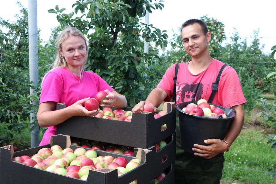 «Женева» урожаем порадовала! В Гродненском зональном институте растениеводства завершают уборку этого раннего сорта яблок