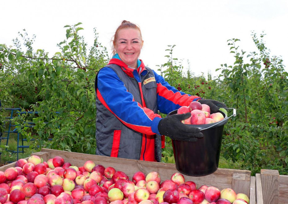 Яблоки поспели! В садах Гродненского зонального института растениеводства убираются яблоки поздних сроков созревания