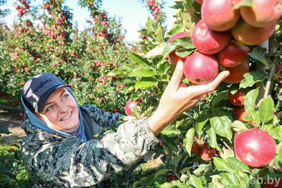 Урожай не меньше 200 тысяч тонн — белорусские фрукты в торговых сетях выгодно замещают импорт